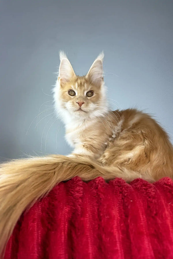 Hugo | maine coon kitten