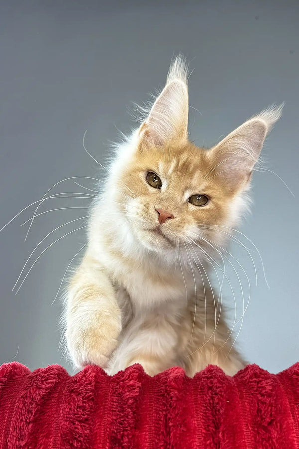 Hugo | maine coon kitten