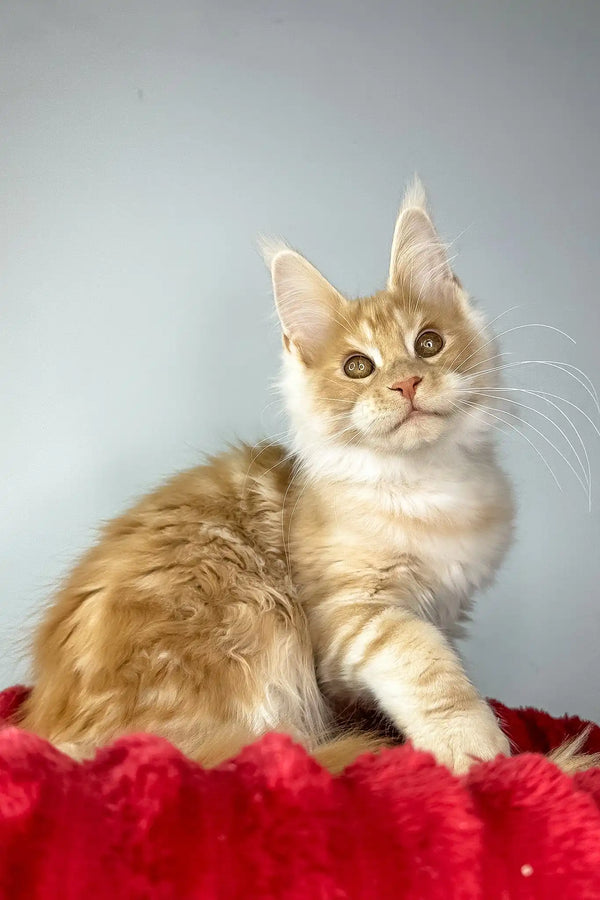 Hugo | maine coon kitten