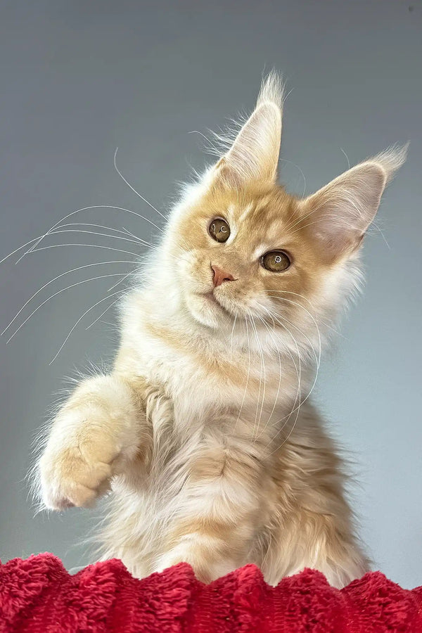 Hugo | maine coon kitten