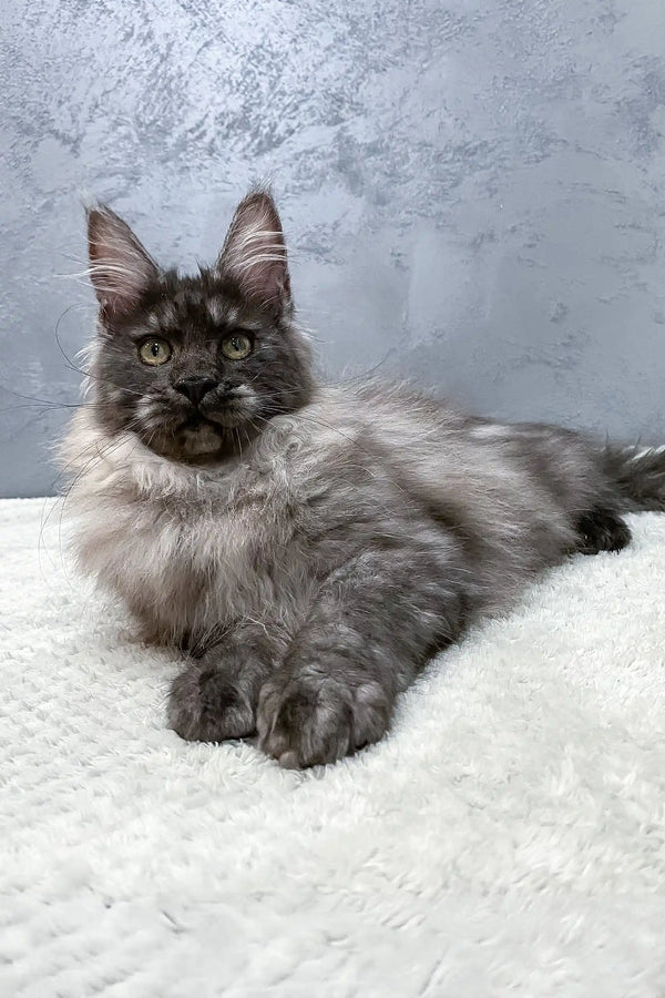 Fluffy grey Maine Coon kitten Hugo with pointed ears and alert eyes