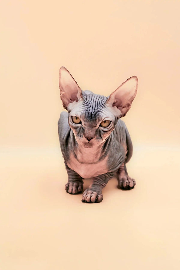 Meet Hunny, the playful blue tabby Sphynx kitten with adorable wrinkled skin and big ears