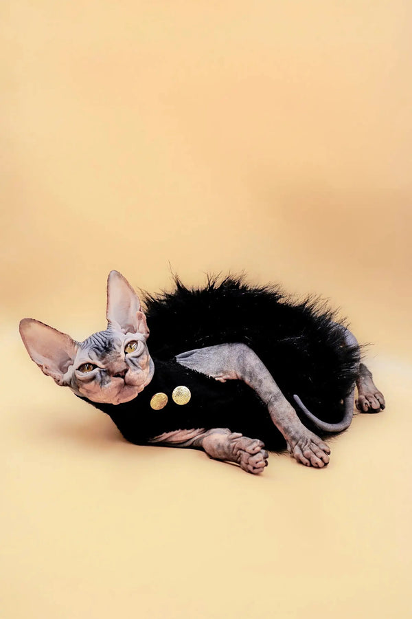 Sphynx Kitten Hunny cutely dressed in a black furry sweater, looking stylish and cozy