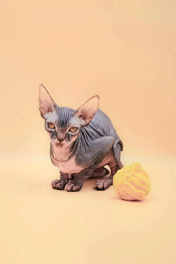 Sphynx kitten Hunny with gray skin and big ears sitting by a tennis ball