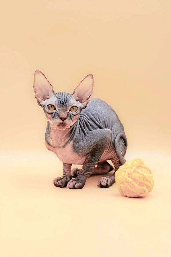 Adorable Hairless Sphynx Kitten named Hunny with wrinkled gray skin and big ears
