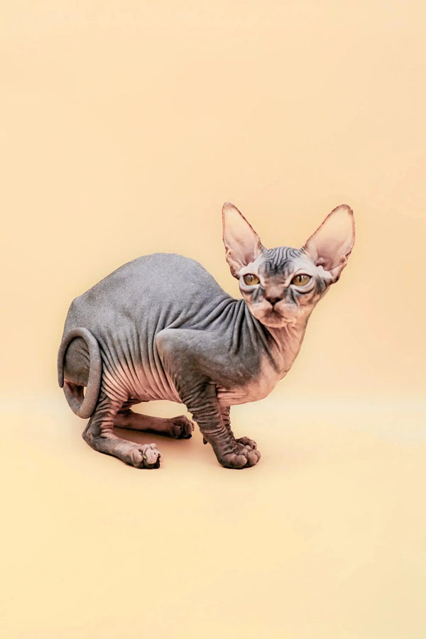 Adorable Hairless Sphynx kitten named Hunny with wrinkled gray skin and big ears