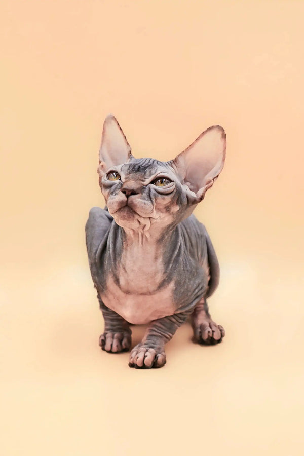 Meet Hunny, the adorable hairless Sphynx kitten with huge ears and wrinkled skin