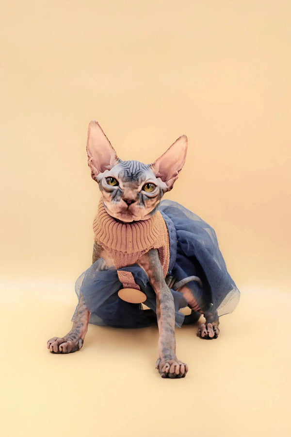 Sphynx Kitten Hunny rocking a peach sweater and blue pants, super adorable!