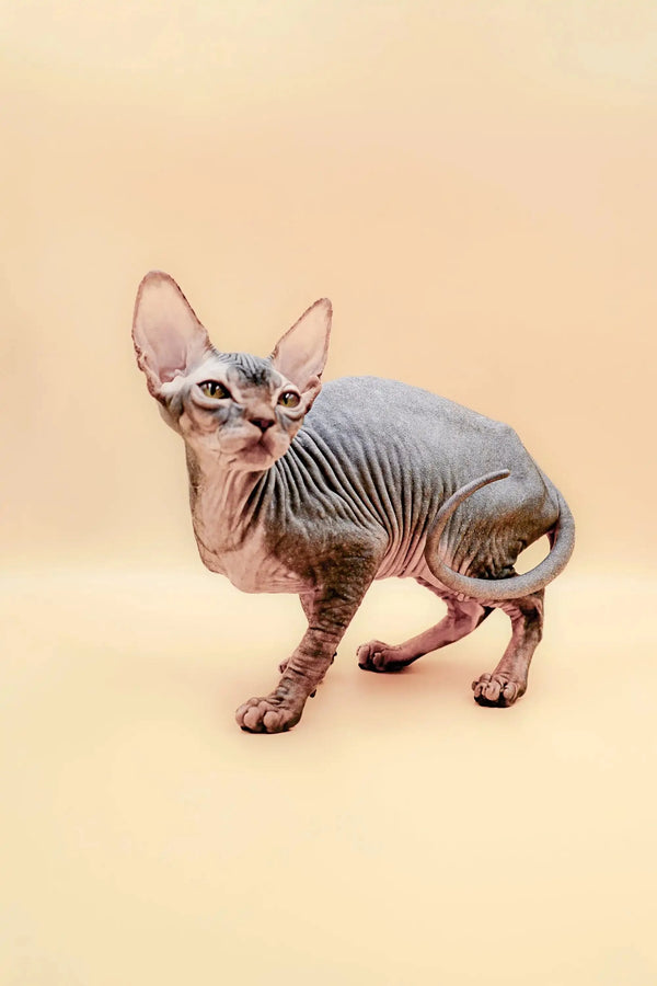 Meet Hunny, the adorable Blue Tabby Sphynx kitten with wrinkled skin and big ears