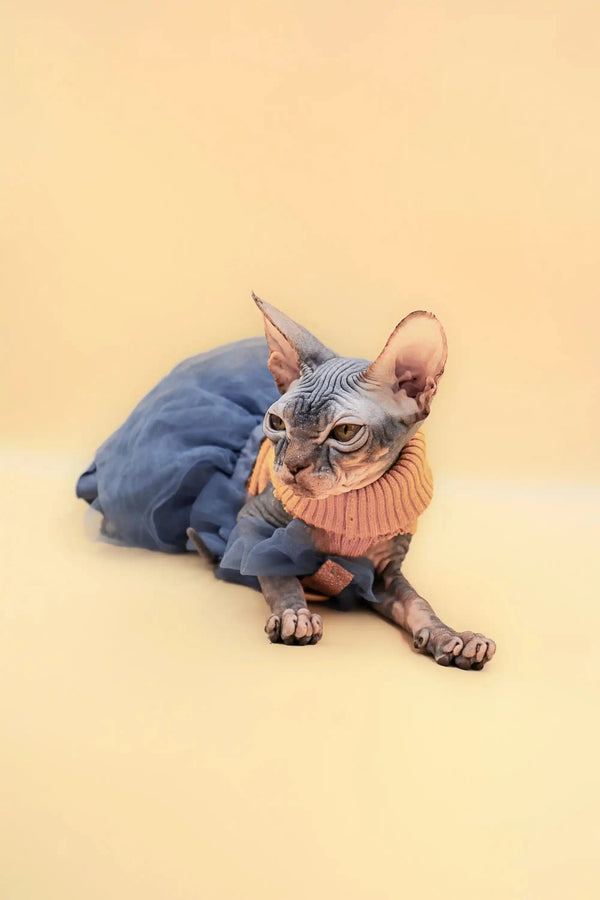Cute Sphynx Kitten Hunny in a blue outfit with an orange collar. Meet Hunny!