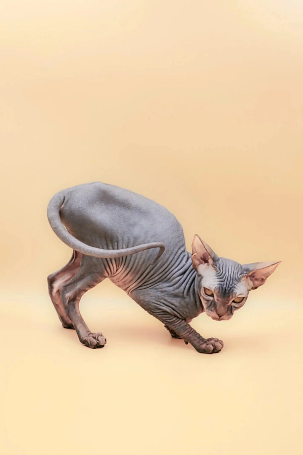 Hairless Sphynx kitten stretching, meet Hunny the cute blue tabby!