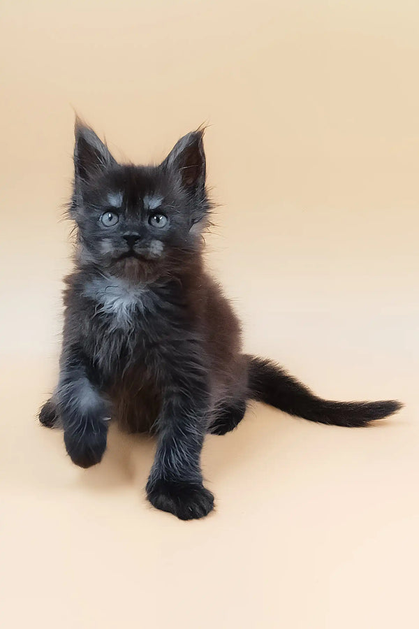 Hunter | maine coon kitten