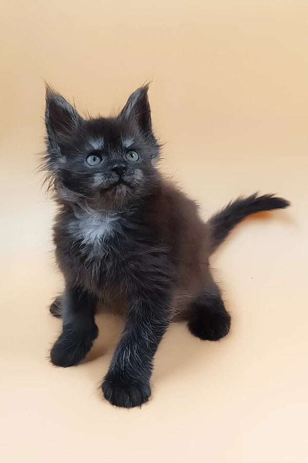 Hunter | maine coon kitten
