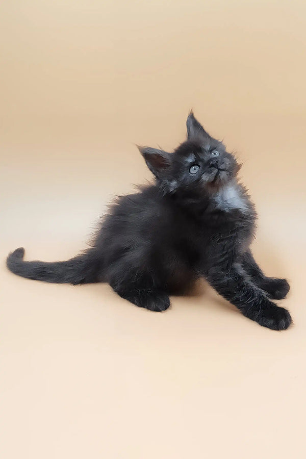 Hunter | maine coon kitten
