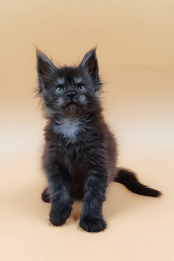 Hunter | maine coon kitten