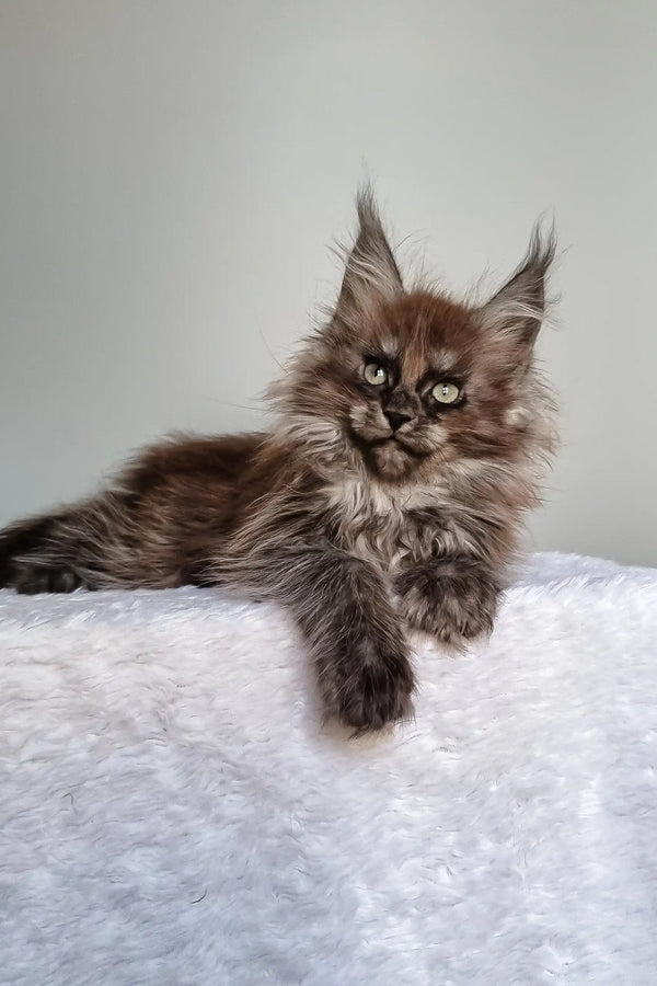 Ignat | maine coon kitten