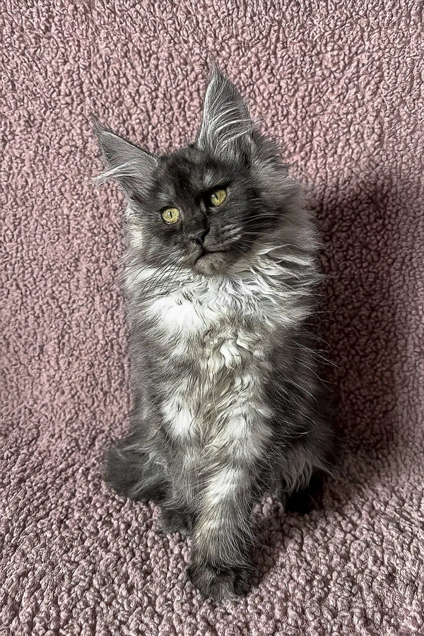 Fluffy gray Maine Coon kitten named Ilana with adorable big eyes and playful demeanor