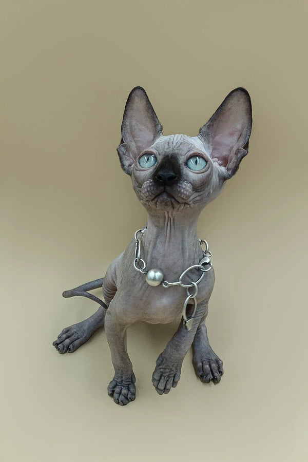 Hairless Sphynx kitten Ilbert with blue eyes and silver collar, meet your new buddy