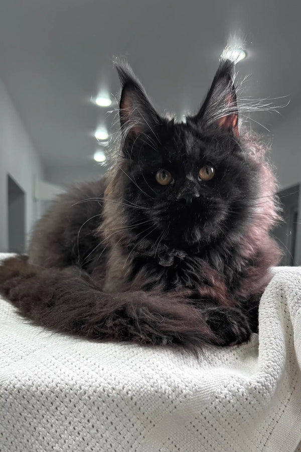 Fluffy black Maine Coon kitten lounging on a cozy white blanket
