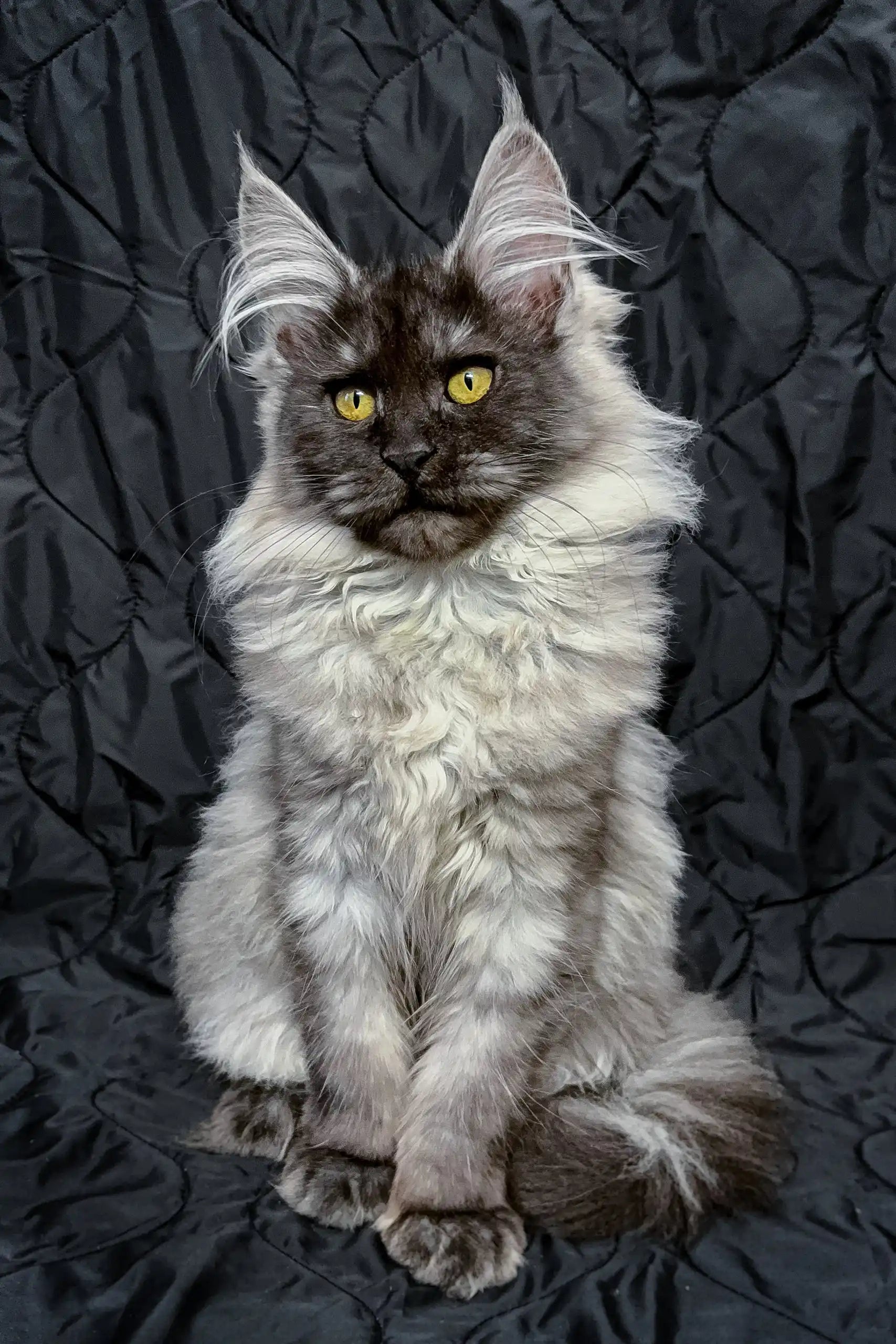 Meet Inesa: Adorable Gray Maine Coon Kitten