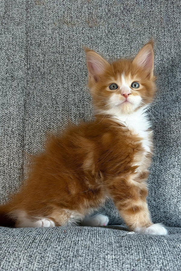 Inferno | maine coon kitten