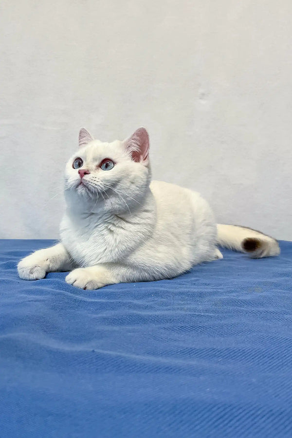 Adorable White British Shorthair Kitten named Ingrid with stunning blue eyes