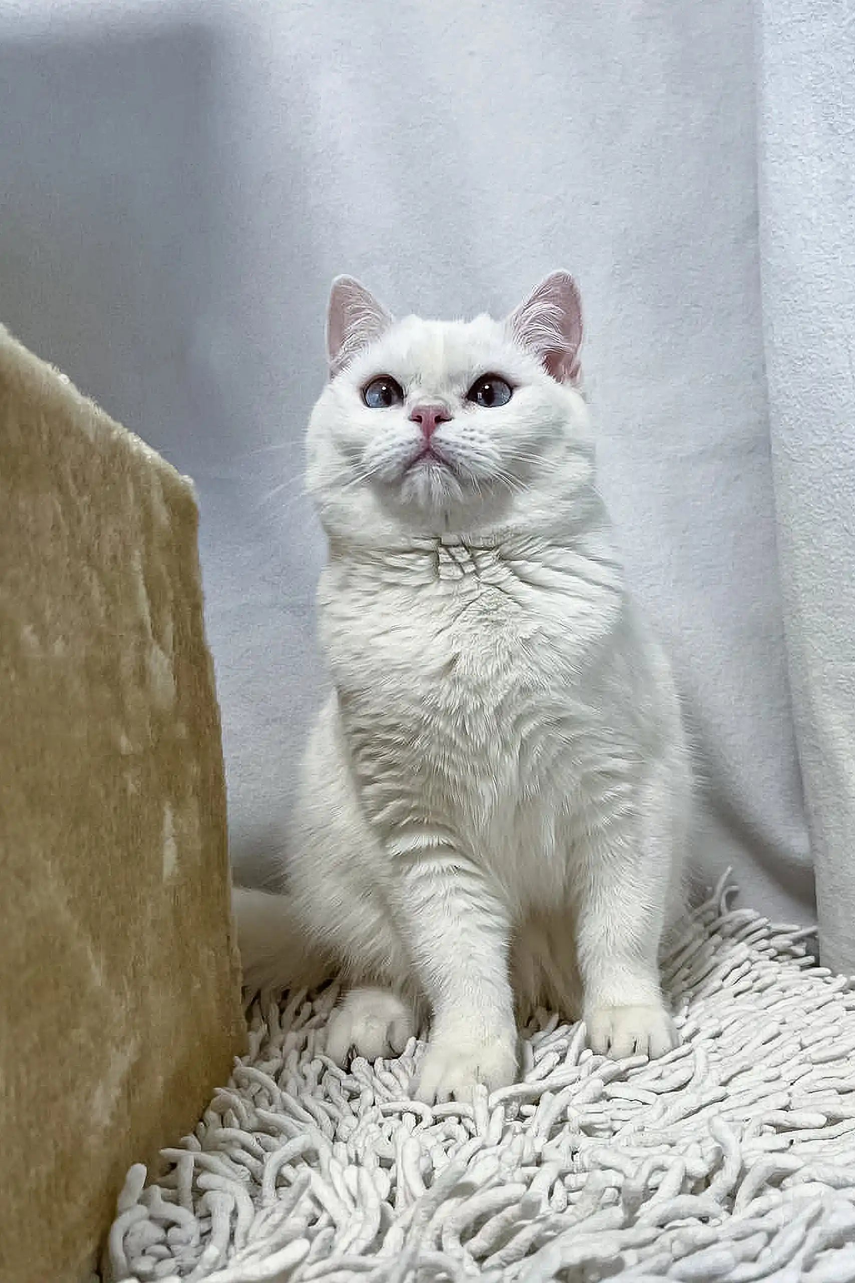 Short Haired White Cat Ingrid British Shorthair: Your New Furry Friend