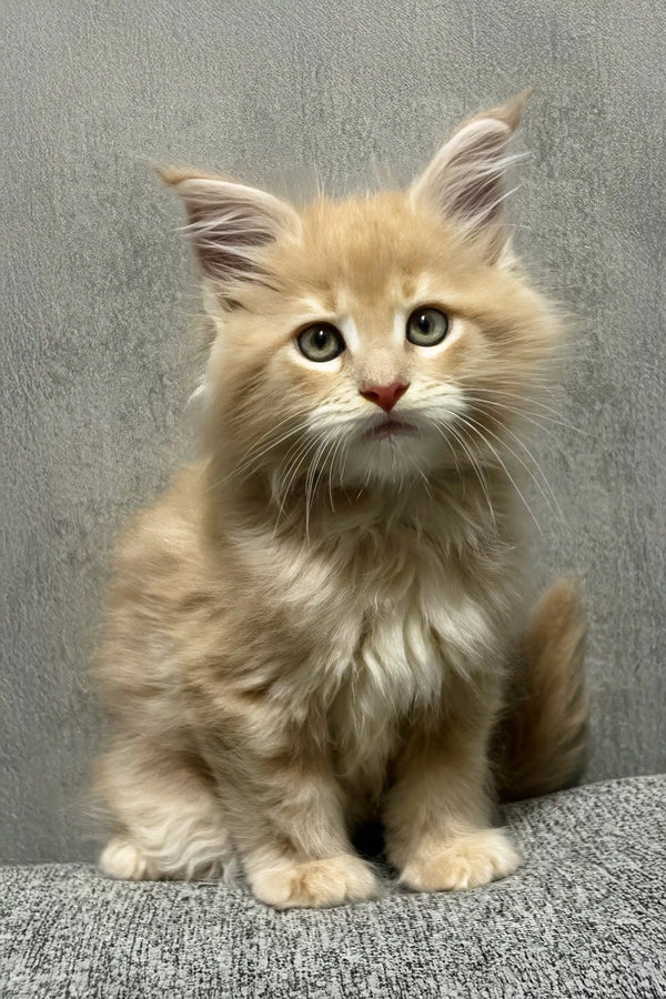 Invar | maine coon kitten