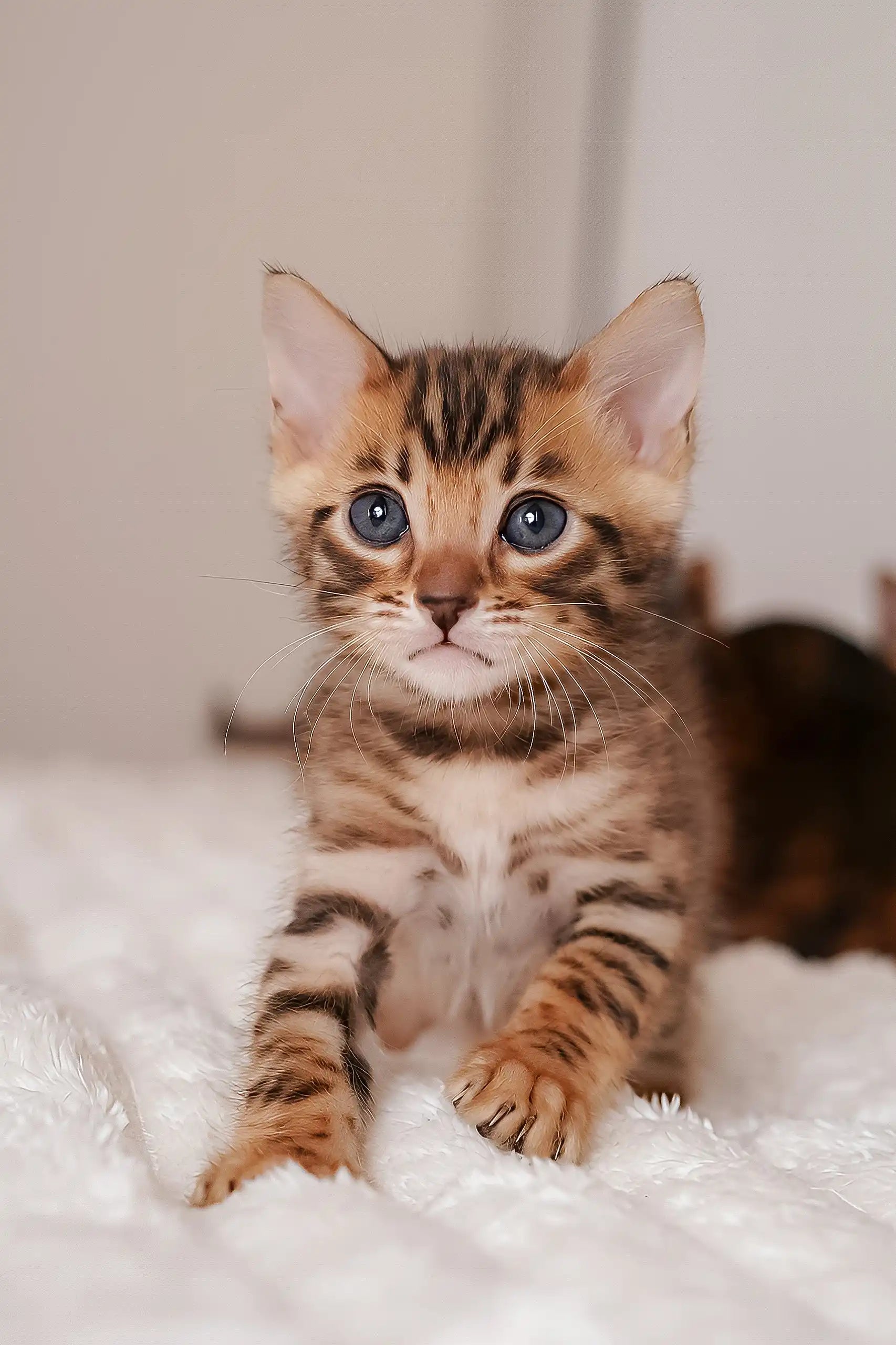 Bengal Kittens Week Old Kittens For Sale Near Me Meet Irbis Bengal