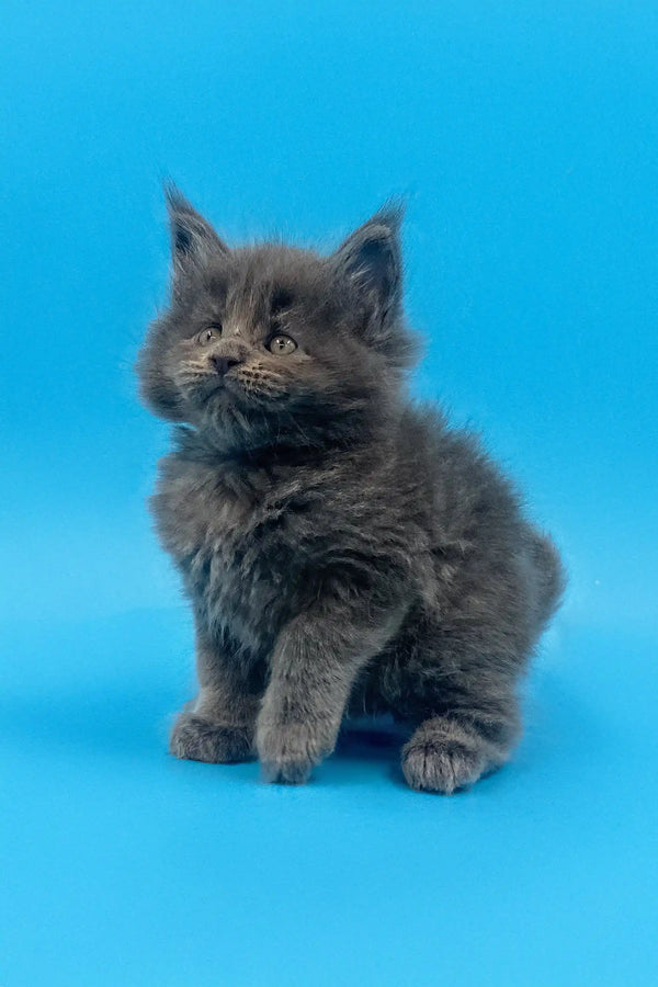 Fluffy grey Maine Coon kitten looking a bit grumpy, perfect for an adorable vibe