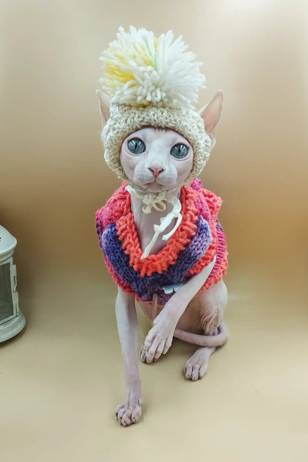 Cute Sphynx kitten named Iris in a cozy knitted hat and sweater