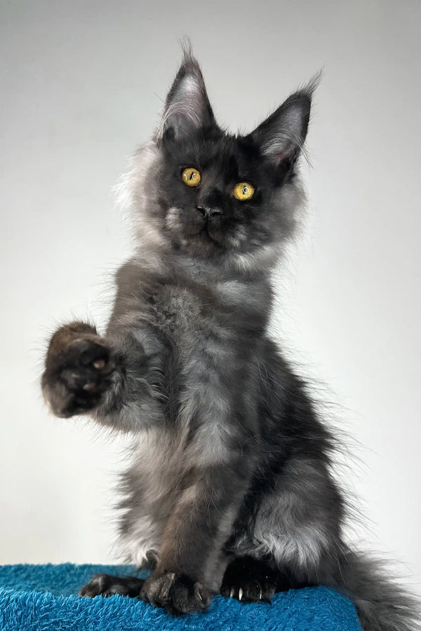 Ironman | maine coon kitten