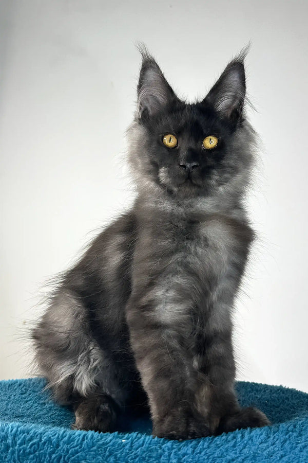 Ironman | maine coon kitten