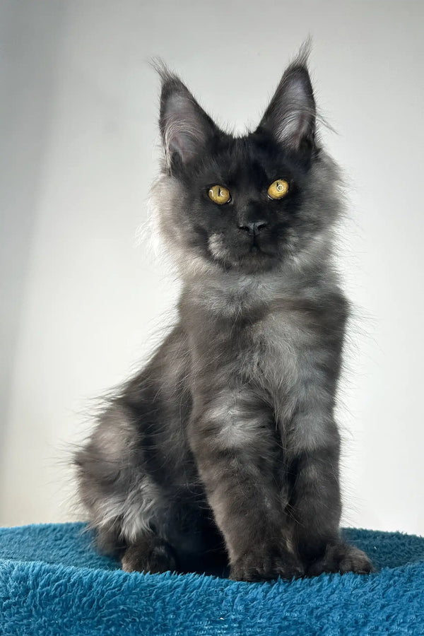 Ironman | maine coon kitten