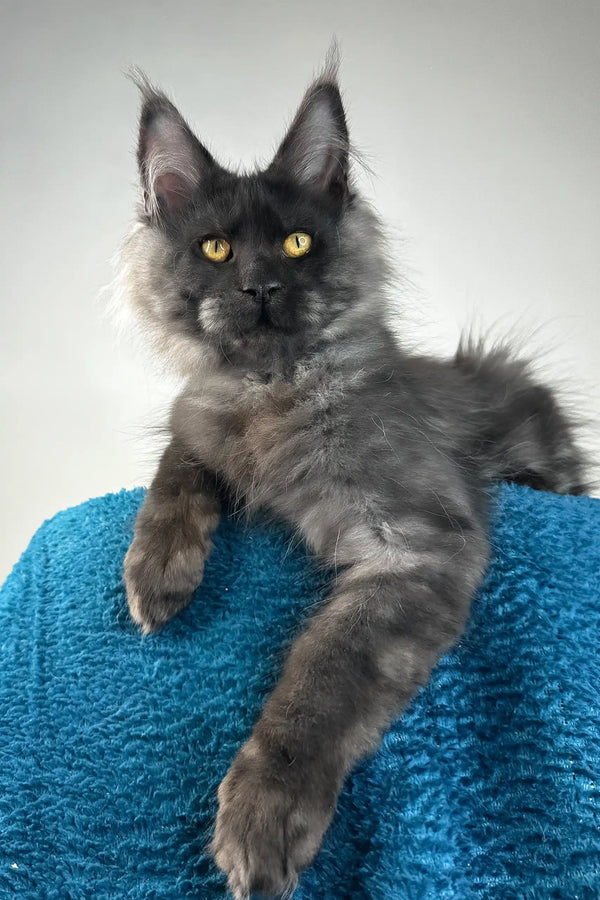 Ironman | maine coon kitten