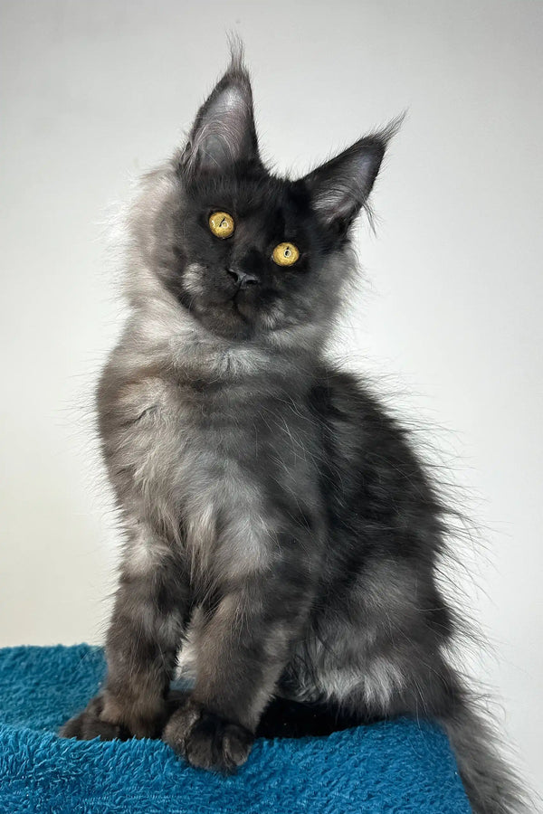 Ironman | maine coon kitten