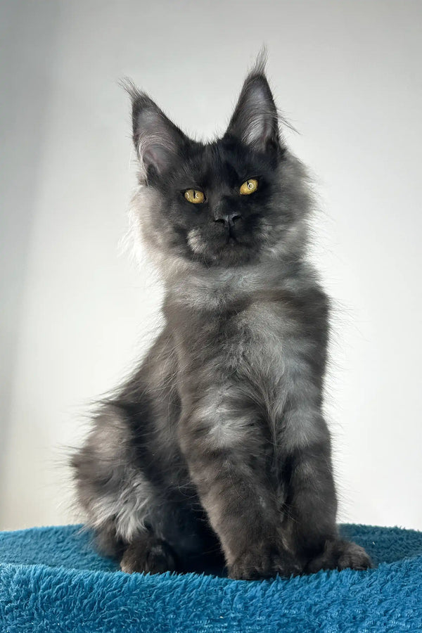 Ironman | maine coon kitten