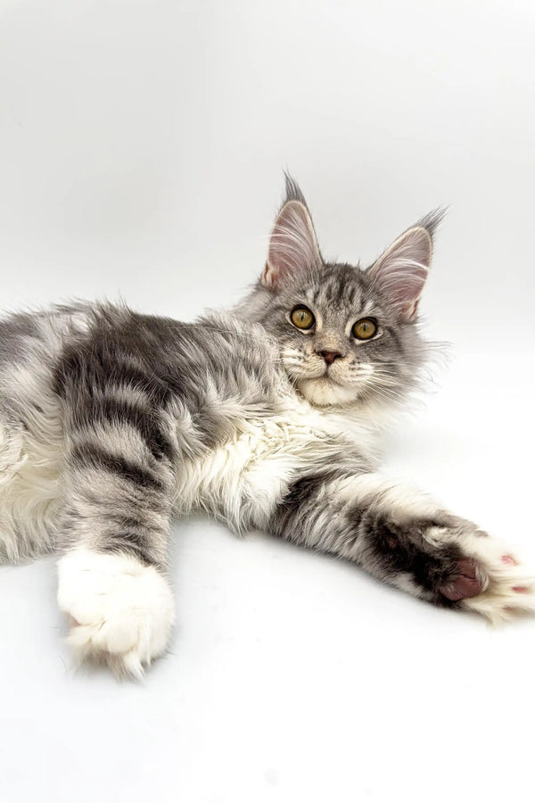 Gray and white Maine Coon kitten Isla relaxing with paws stretched out like a silver tabby