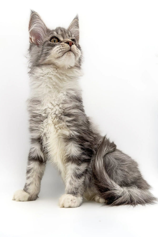 Gray and white tabby Maine Coon kitten named Isla sitting alert and cute