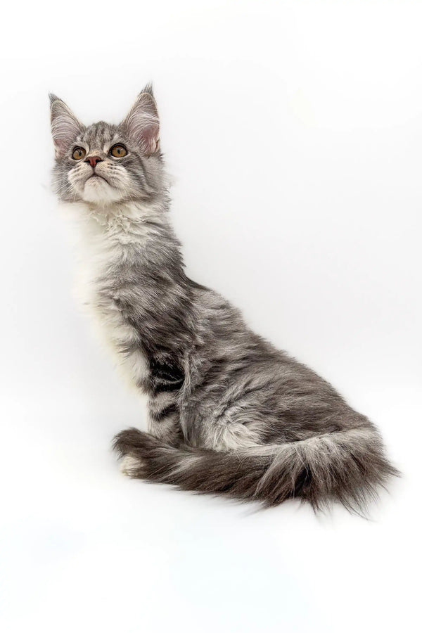 Gray and white Maine Coon kitten sitting upright with an alert expression