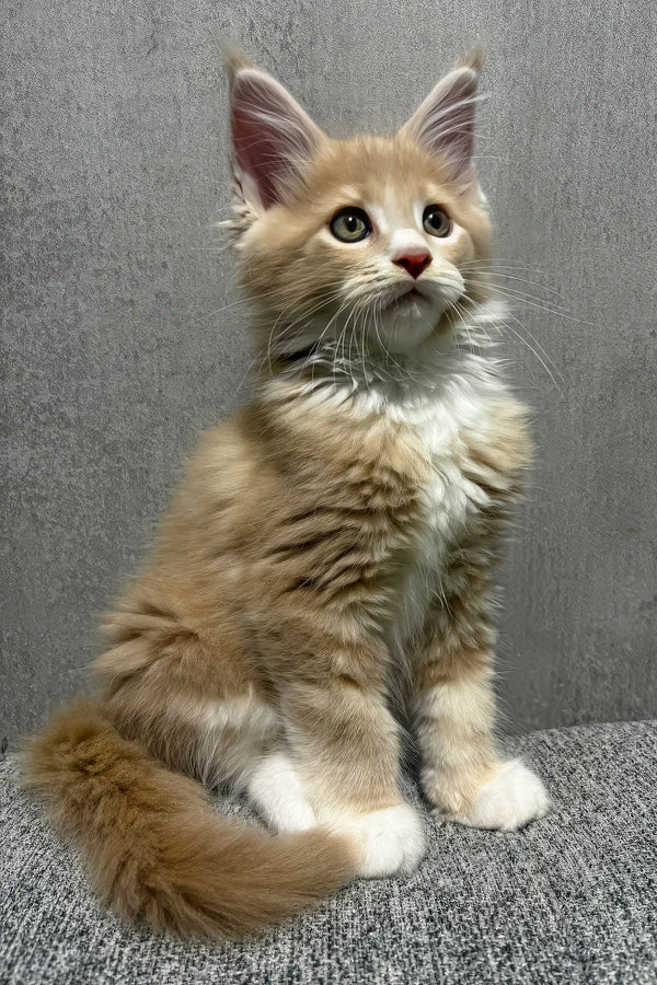 Ismir | maine coon kitten