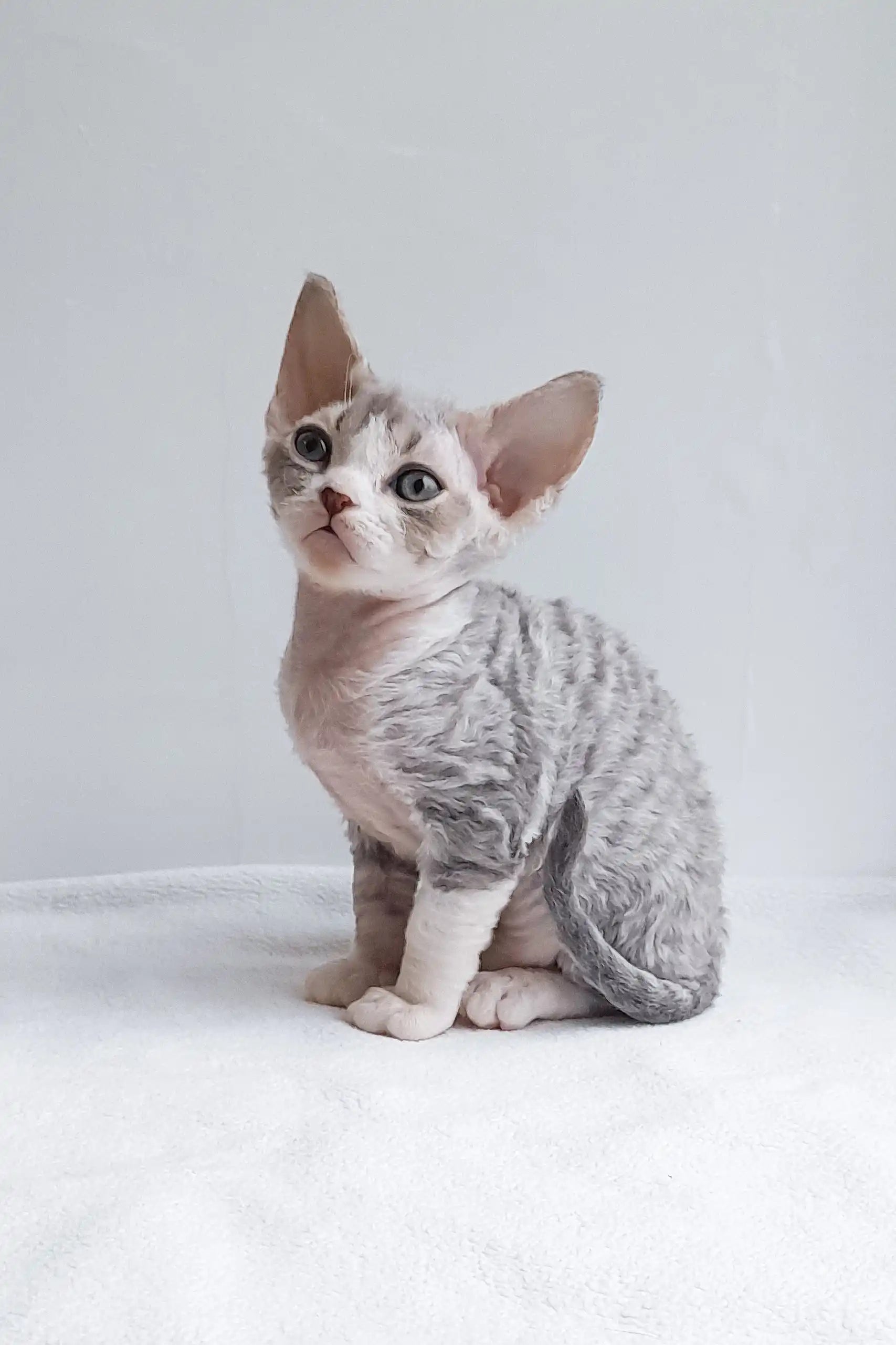 Exotic Cats Devon Rex Adoption Lord, The Lilac Bicolor Devon Rex