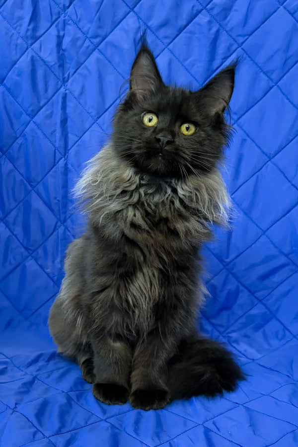 Iva | maine coon kitten