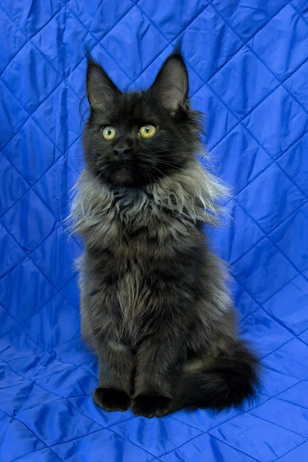 Iva | maine coon kitten