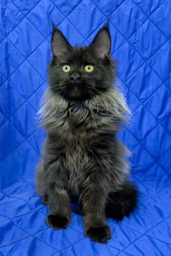Iva | maine coon kitten