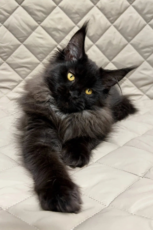 Black Maine Coon cat featured in the Ivana Maine Coon Kitten product display