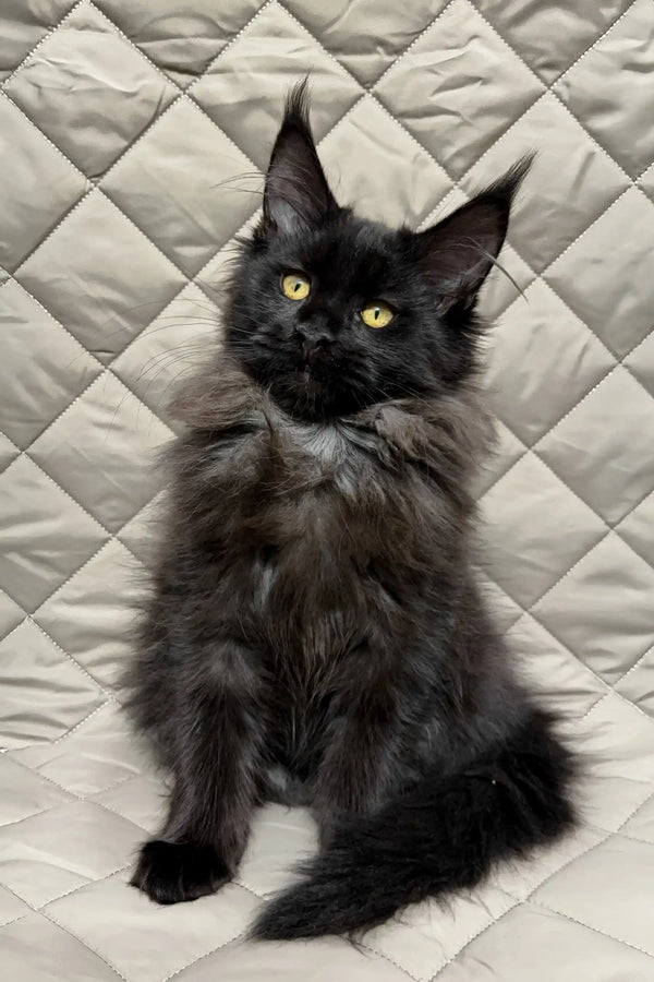 Adorable Black Maine Coon kitten named Ivana, perfect for cat lovers