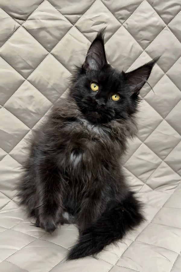 Adorable Black Maine Coon kitten named Ivana ready to steal your heart!