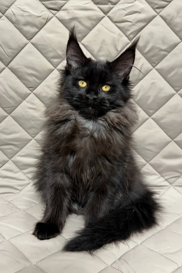 Black Maine Coon cat featured in the Ivana Maine Coon Kitten product