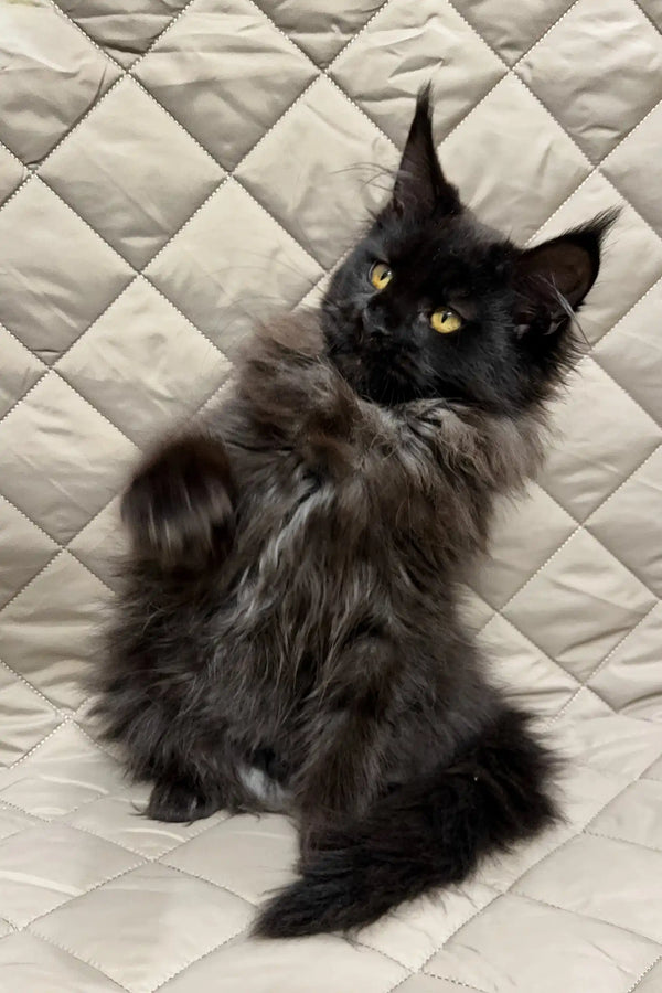 Fluffy black Maine Coon cat from the Ivana Maine Coon Kitten collection